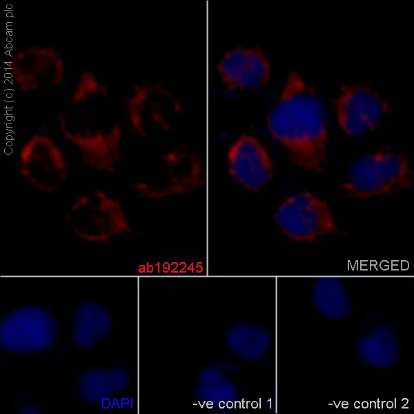 Immunocytochemistry/ Immunofluorescence - Anti-NDUFB10 antibody [EPR16230] - BSA and Azide free (AB251116)