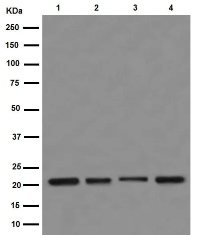 Western blot - Anti-NDUFB10 antibody [EPR16230] - BSA and Azide free (AB251116)