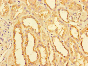 Immunohistochemistry (Formalin/PFA-fixed paraffin-embedded sections) - Anti-NDUFB11 antibody (AB238490)