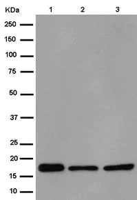 Western blot - Anti-NDUFB11 antibody [EPR15252] - BSA and Azide free (AB250690)