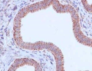 Immunohistochemistry (Formalin/PFA-fixed paraffin-embedded sections) - Anti-NDUFB2 antibody [EPR15569] - BSA and Azide free (AB250899), expandable thumbnail