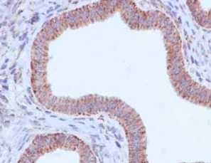 Immunohistochemistry (Formalin/PFA-fixed paraffin-embedded sections) - Anti-NDUFB2 antibody [EPR15569] - BSA and Azide free (AB250899)