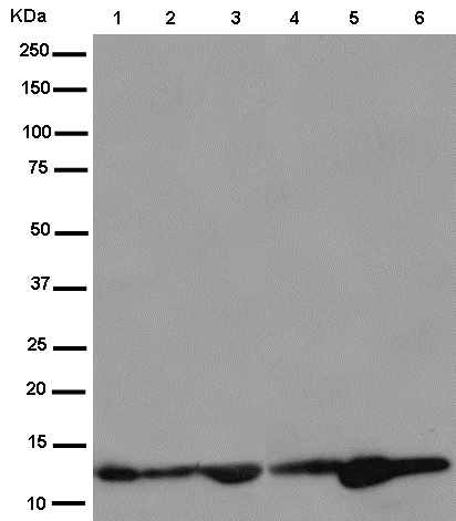 Western blot - Anti-NDUFB2 antibody [EPR15569] - BSA and Azide free (AB250899), expandable thumbnail