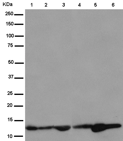 Western blot - Anti-NDUFB2 antibody [EPR15569] - BSA and Azide free (AB250899)