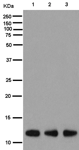 Western blot - Anti-NDUFB2 antibody [EPR15569] - BSA and Azide free (AB250899)