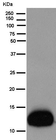 Western blot - Anti-NDUFB2 antibody [EPR15569] - BSA and Azide free (AB250899), expandable thumbnail