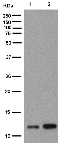 Western blot - Anti-NDUFB2 antibody [EPR15569] - BSA and Azide free (AB250899), expandable thumbnail