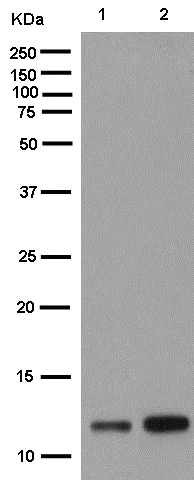 Western blot - Anti-NDUFB2 antibody [EPR15569] - BSA and Azide free (AB250899)