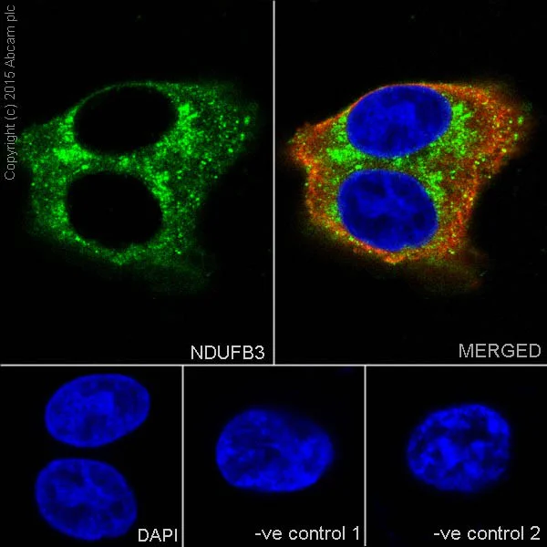 Immunocytochemistry/ Immunofluorescence - Anti-NDUFB3 antibody [EPR15571] (AB202585)