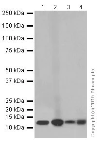 Western blot - Anti-NDUFB3 antibody [EPR15571] (AB202585)