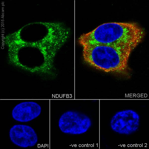 Immunocytochemistry/ Immunofluorescence - Anti-NDUFB3 antibody [EPR15571] - BSA and Azide free (ab251379), expandable thumbnail