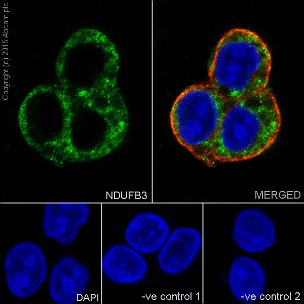 Immunocytochemistry/ Immunofluorescence - Anti-NDUFB3 antibody [EPR15571] - BSA and Azide free (AB251379)