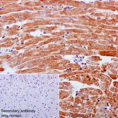 Immunohistochemistry (Formalin/PFA-fixed paraffin-embedded sections) - Anti-NDUFB3 antibody [EPR15571] - BSA and Azide free (ab251379), expandable thumbnail