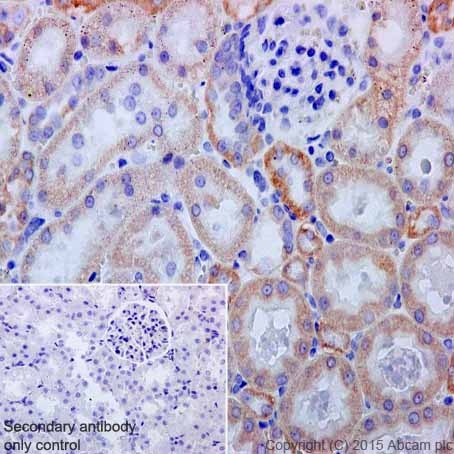 Immunohistochemistry (Formalin/PFA-fixed paraffin-embedded sections) - Anti-NDUFB3 antibody [EPR15571] - BSA and Azide free (ab251379), expandable thumbnail