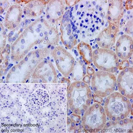 Immunohistochemistry (Formalin/PFA-fixed paraffin-embedded sections) - Anti-NDUFB3 antibody [EPR15571] - BSA and Azide free (AB251379)