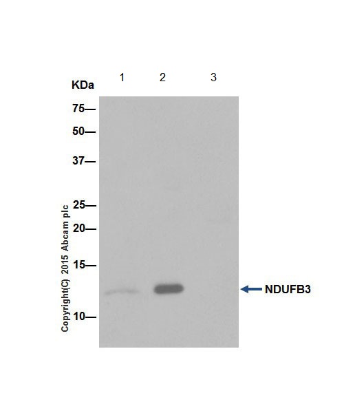 Immunoprecipitation - Anti-NDUFB3 antibody [EPR15571] - BSA and Azide free (ab251379), expandable thumbnail