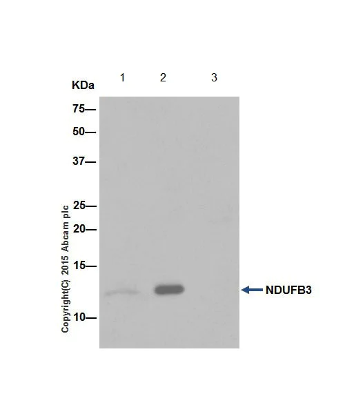 Immunoprecipitation - Anti-NDUFB3 antibody [EPR15571] - BSA and Azide free (AB251379)
