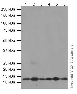 Western blot - Anti-NDUFB3 antibody [EPR15571] - BSA and Azide free (ab251379), expandable thumbnail