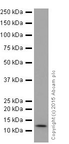 Western blot - Anti-NDUFB3 antibody [EPR15571] - BSA and Azide free (ab251379), expandable thumbnail