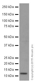 Western blot - Anti-NDUFB3 antibody [EPR15571] - BSA and Azide free (AB251379), expandable thumbnail