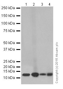 Western blot - Anti-NDUFB3 antibody [EPR15571] - BSA and Azide free (AB251379), expandable thumbnail