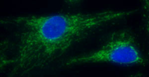 Immunocytochemistry/ Immunofluorescence - Anti-NDUFB4 antibody [17G3D9E12] (AB110243), expandable thumbnail