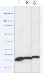Western blot - Anti-NDUFB4 antibody [17G3D9E12] (AB110243)
