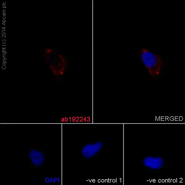 Immunocytochemistry/ Immunofluorescence - Anti-NDUFB4 antibody [EPR16240] - BSA and Azide free (AB251115)