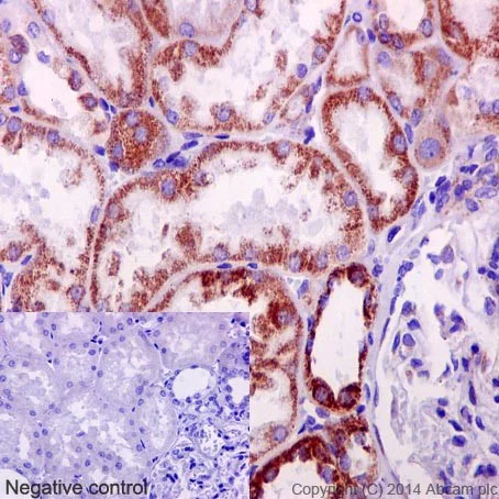 Immunohistochemistry (Formalin/PFA-fixed paraffin-embedded sections) - Anti-NDUFB4 antibody [EPR16240] - BSA and Azide free (AB251115)