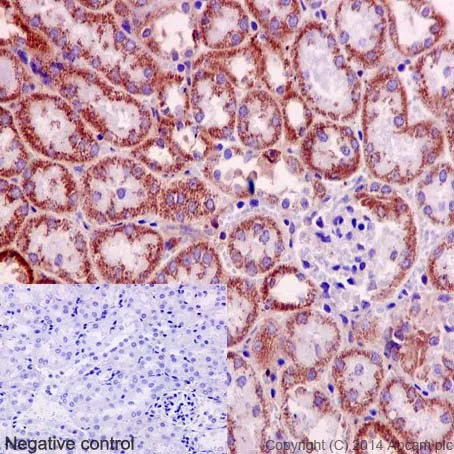 Immunohistochemistry (Formalin/PFA-fixed paraffin-embedded sections) - Anti-NDUFB4 antibody [EPR16240] - BSA and Azide free (AB251115)