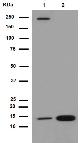 Western blot - Anti-NDUFB4 antibody [EPR16240] - BSA and Azide free (AB251115), expandable thumbnail