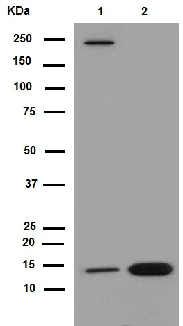 Western blot - Anti-NDUFB4 antibody [EPR16240] - BSA and Azide free (AB251115)