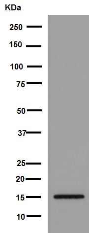 Western blot - Anti-NDUFB4 antibody [EPR16240] - BSA and Azide free (AB251115), expandable thumbnail