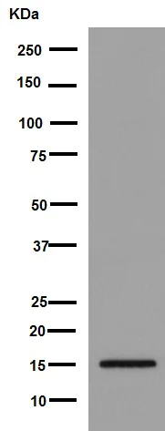 Western blot - Anti-NDUFB4 antibody [EPR16240] - BSA and Azide free (AB251115)
