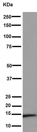 Western blot - Anti-NDUFB4 antibody [EPR16240] - BSA and Azide free (AB251115), expandable thumbnail