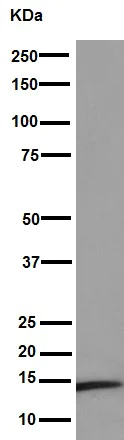 Western blot - Anti-NDUFB4 antibody [EPR16240] - BSA and Azide free (AB251115)