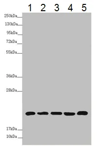 Western blot - Anti-NDUFB5 antibody (AB230215)