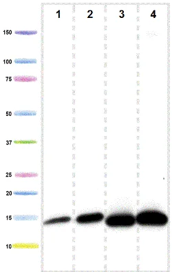 Western blot - Anti-NDUFB6 antibody [21C11BC11] (AB110244)