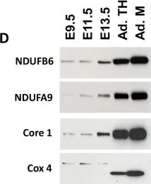 Western blot - Anti-NDUFB6 antibody [21C11BC11] (AB110244)