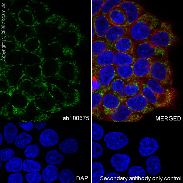 Immunocytochemistry/ Immunofluorescence - Anti-NDUFB7 antibody [EPR15903] - BSA and Azide free (AB250968)