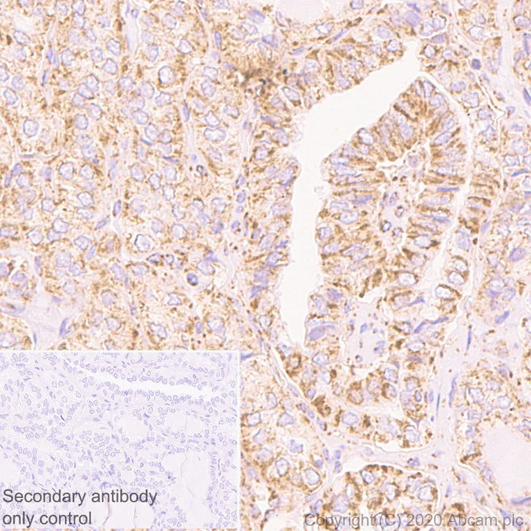 Immunohistochemistry (Formalin/PFA-fixed paraffin-embedded sections) - Anti-NDUFB7 antibody [EPR15903] - BSA and Azide free (AB250968)