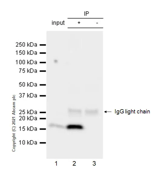 Immunoprecipitation - Anti-NDUFB7 antibody [EPR15903] - BSA and Azide free (AB250968)