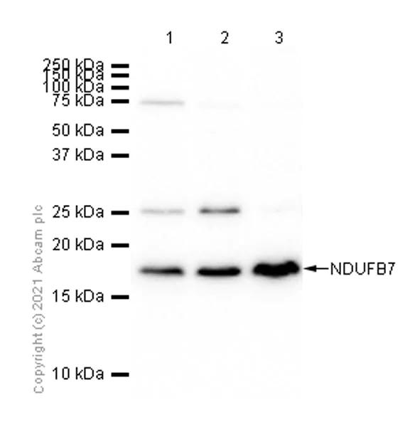 Western blot - Anti-NDUFB7 antibody [EPR15903] - BSA and Azide free (AB250968)