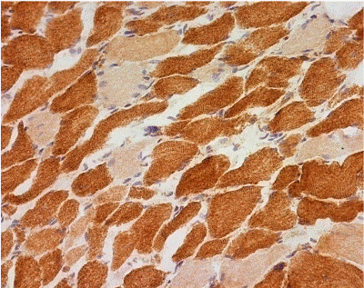 Immunohistochemistry (Frozen sections) - Anti-NDUFB8 antibody [20E9DH10C12] (AB110242), expandable thumbnail