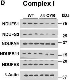 Western blot - Anti-NDUFB8 antibody [20E9DH10C12] (AB110242)