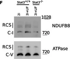 Western blot - Anti-NDUFB8 antibody [20E9DH10C12] (AB110242)