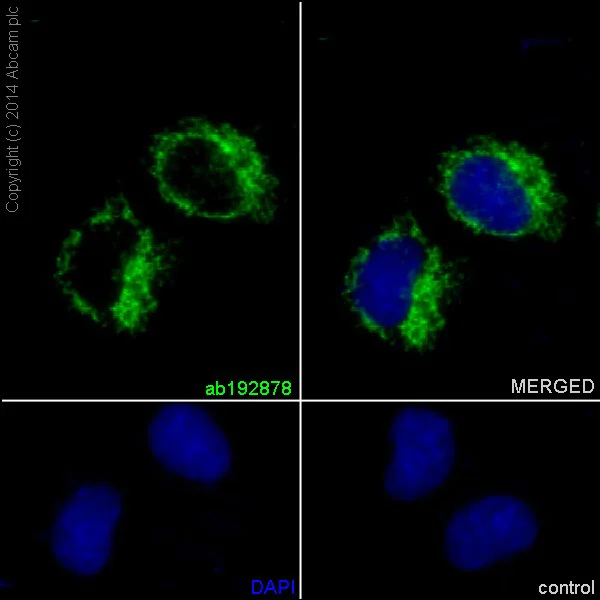 Immunocytochemistry/ Immunofluorescence - Anti-NDUFB8 antibody [EPR15961] - BSA and Azide free (AB251160)