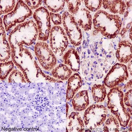 Immunohistochemistry (Formalin/PFA-fixed paraffin-embedded sections) - Anti-NDUFB8 antibody [EPR15961] - BSA and Azide free (AB251160)