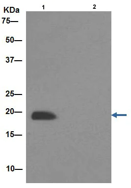 Immunoprecipitation - Anti-NDUFB8 antibody [EPR15961] - BSA and Azide free (AB251160)