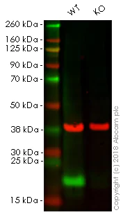 Western blot - Anti-NDUFB8 antibody [EPR15961] - BSA and Azide free (AB251160)